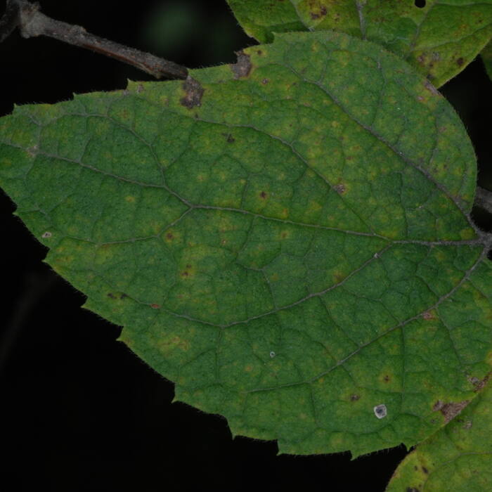 Dwarf / Georgia hackberry (Celtis tenuifolia, = C. pumila) reference photo 2