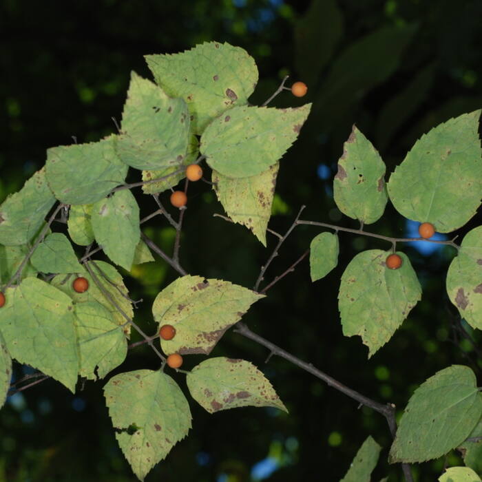 Dwarf / Georgia hackberry (Celtis tenuifolia, = C. pumila) reference photo 3