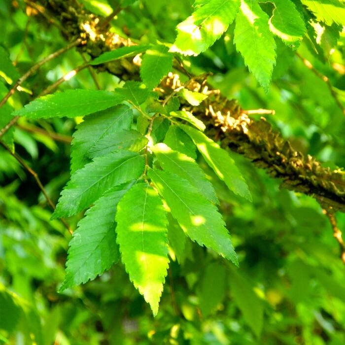 Winged / slippery elm (Ulmus alata / rubra) reference photo 3