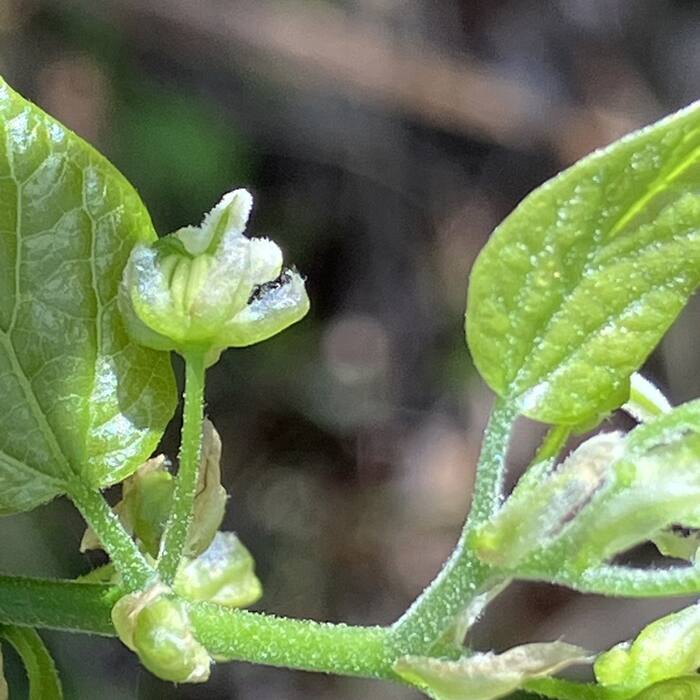 Hackberry (Sugarberry) flower reference