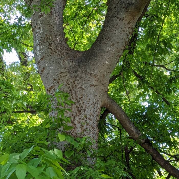 Hackberry (Sugarberry)