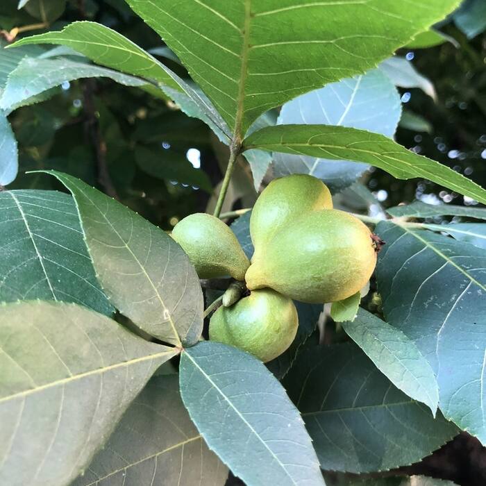 Pignut hickory (Carya glabra) reference photo 1