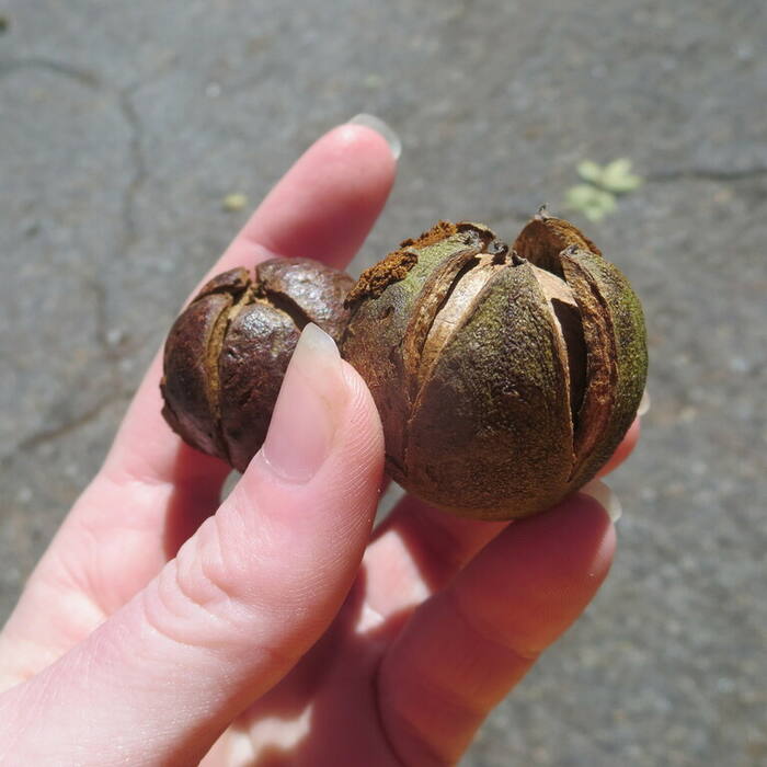 Pignut hickory (Carya glabra) reference photo 3
