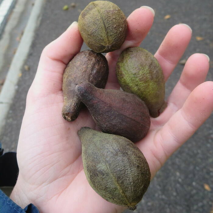 Pignut hickory (Carya glabra) reference photo 4