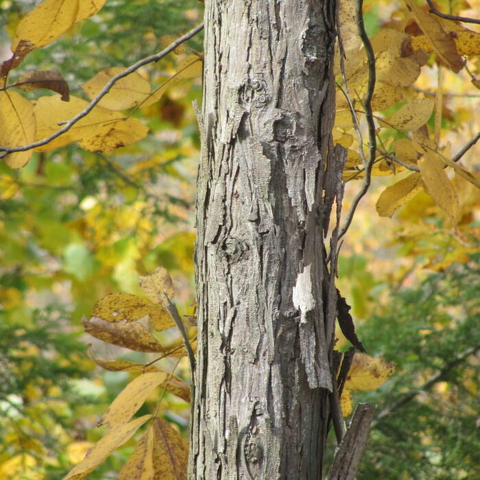Shagbark hickory (Carya ovata) reference photo 3
