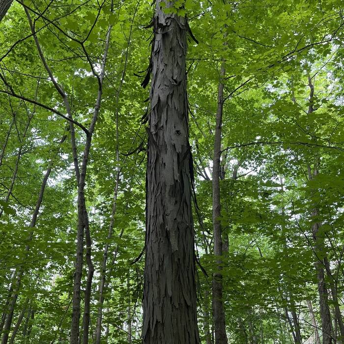 Shagbark hickory (Carya ovata) reference photo 1