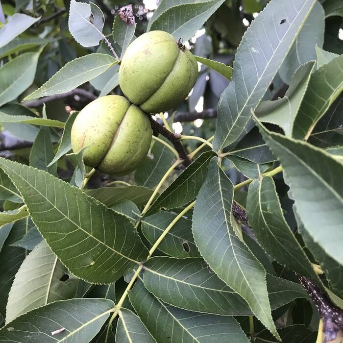 Shagbark hickory (Carya ovata) reference photo 2
