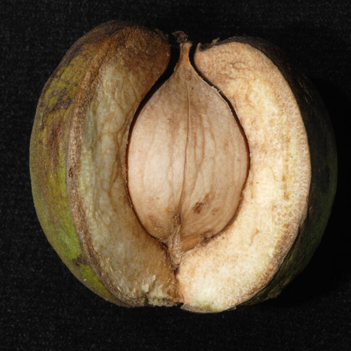 Shagbark hickory (Carya ovata) reference photo 4