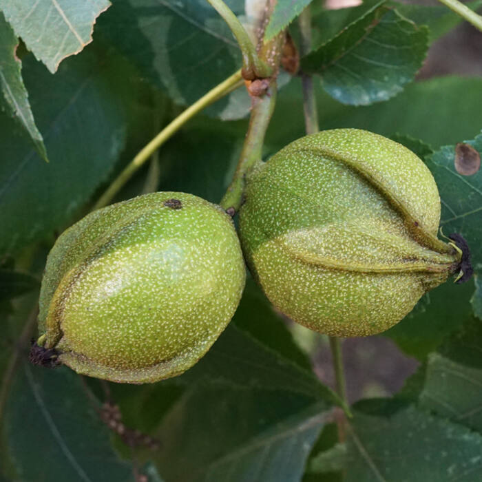 Bitternut hickory (Carya cordiformis) reference photo 1