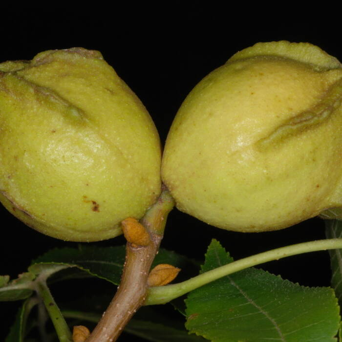 Bitternut hickory (Carya cordiformis) reference photo 3