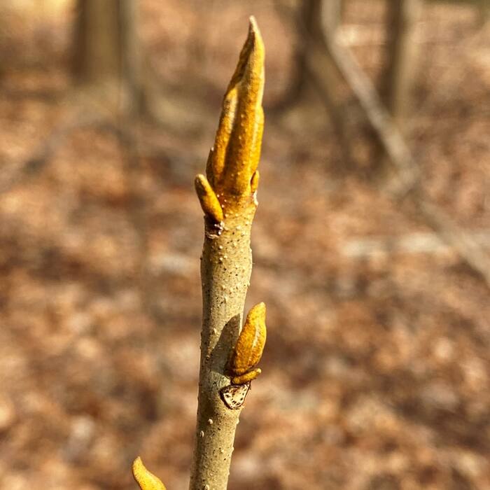 Bitternut hickory (Carya cordiformis) reference photo 2