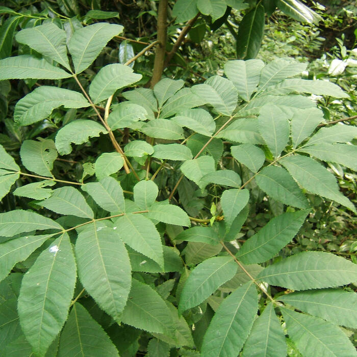 Bitternut hickory (Carya cordiformis) reference photo 4