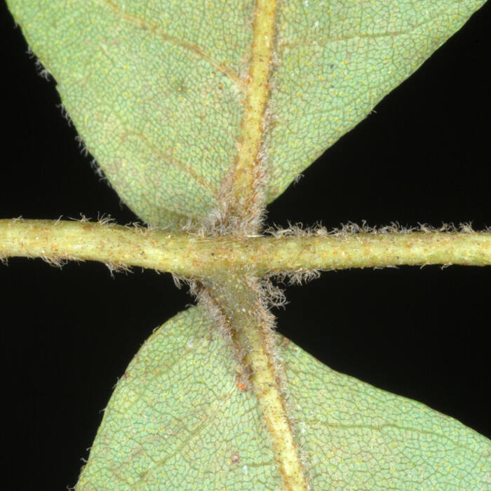 Pale / sand hickory (Carya pallida) reference photo 3