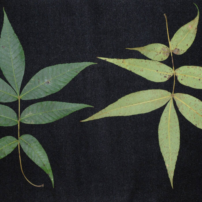 Pale / sand hickory (Carya pallida) reference photo 2