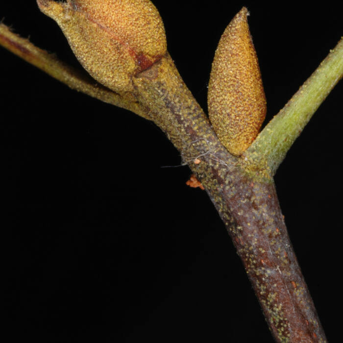 Pale / sand hickory (Carya pallida) reference photo 4