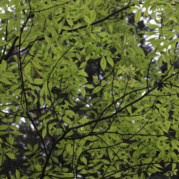 Pale / sand hickory (Carya pallida) reference photo 1