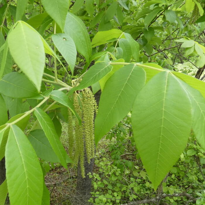 Mockernut hickory (Piedmont hickories) flower reference