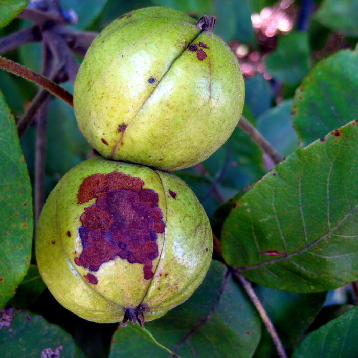 Mockernut hickory (Piedmont hickories)