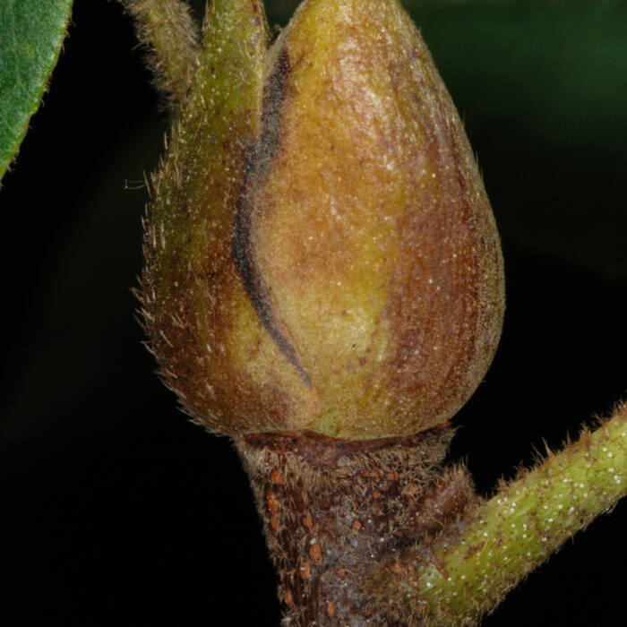 Mockernut hickory (Piedmont hickories) habit reference