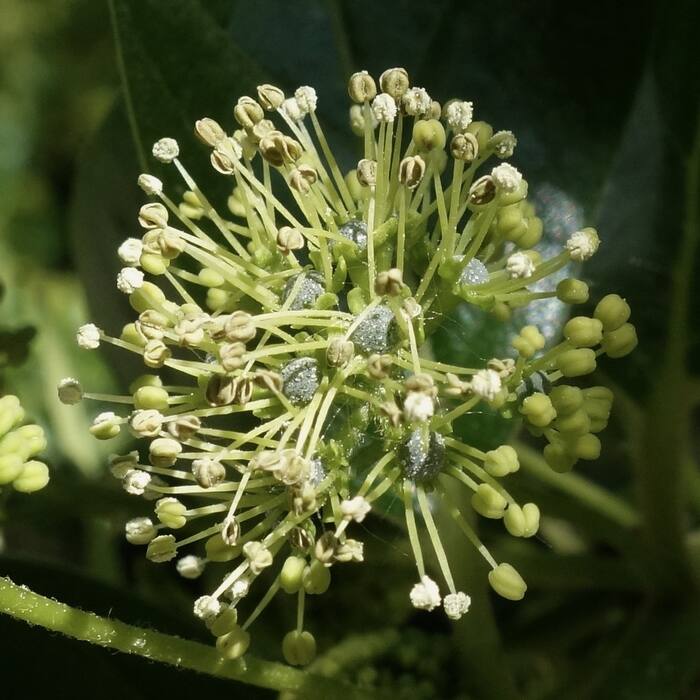 Blackgum (Nyssa sylvatica) reference photo 4