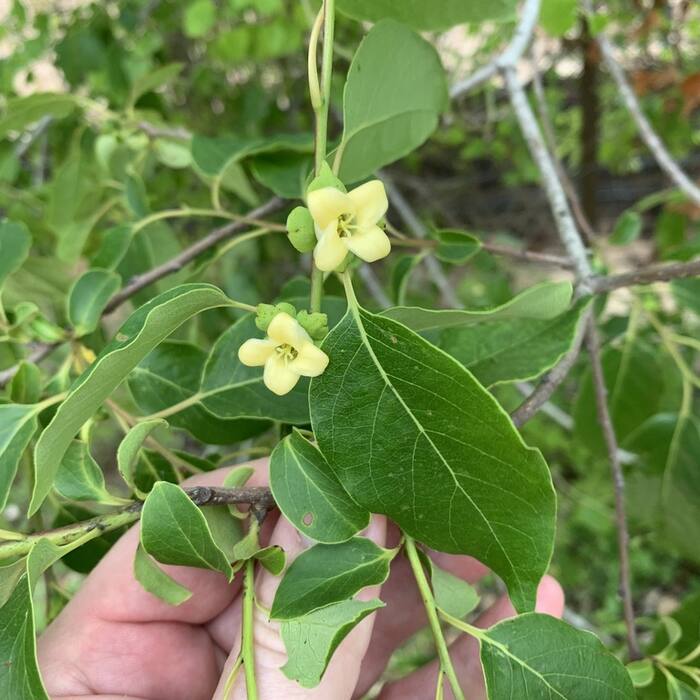 Common persimmon (Diospyros virginiana) reference photo 2