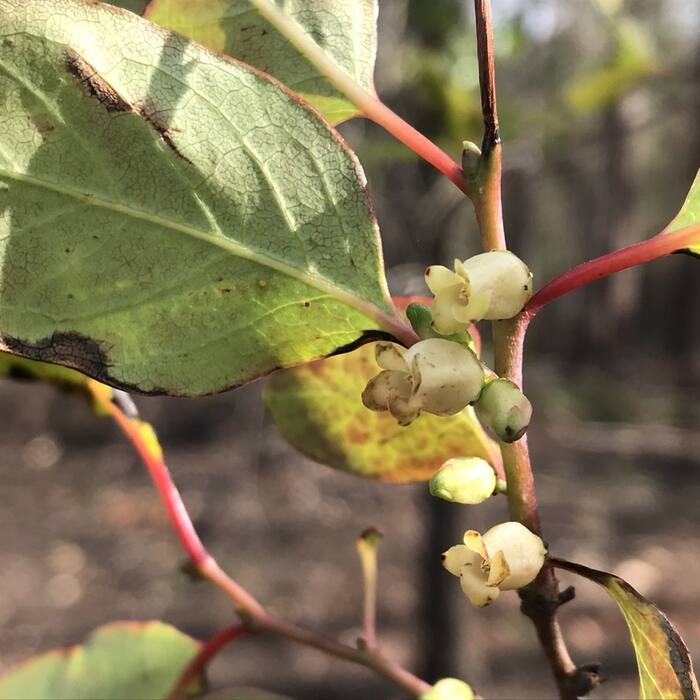 Common persimmon (Diospyros virginiana) reference photo 4