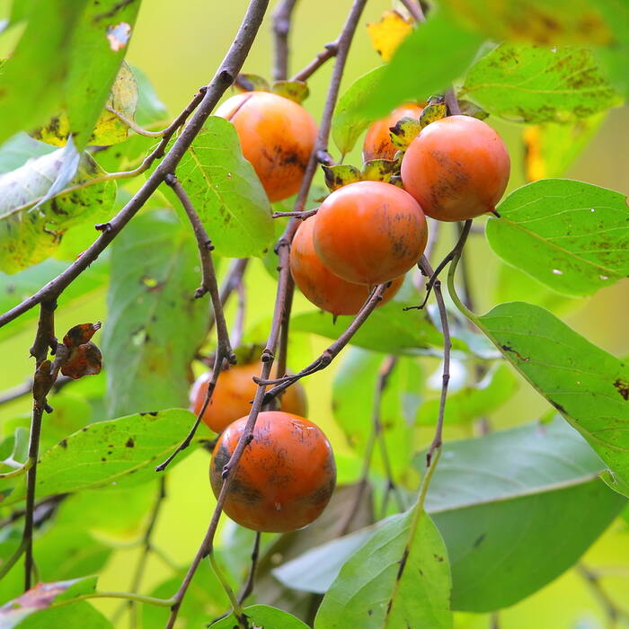Common persimmon (Diospyros virginiana) reference photo 1