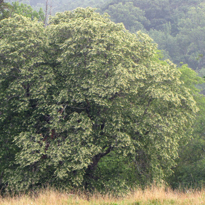 Sourwood flower reference