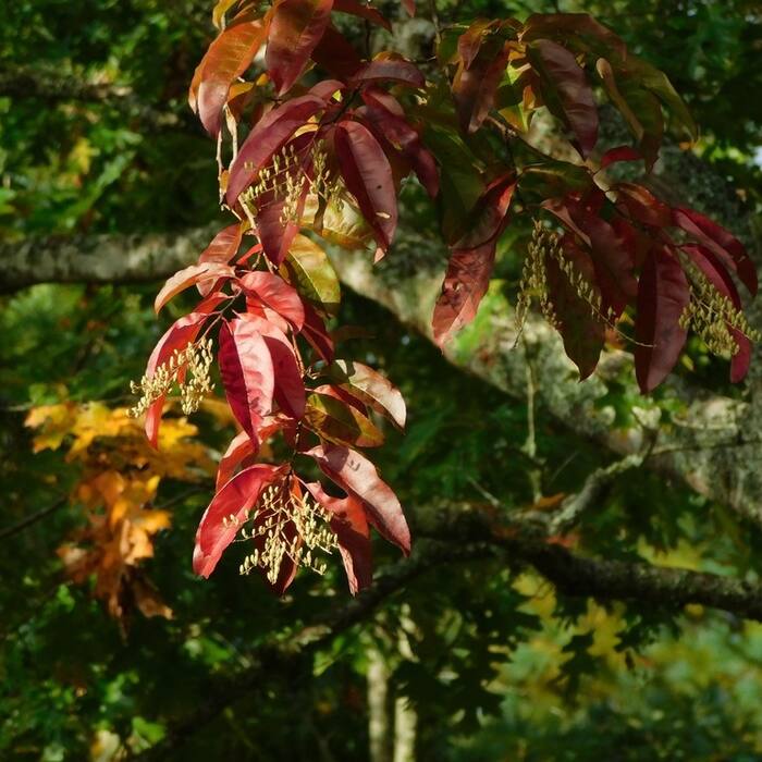 Sourwood