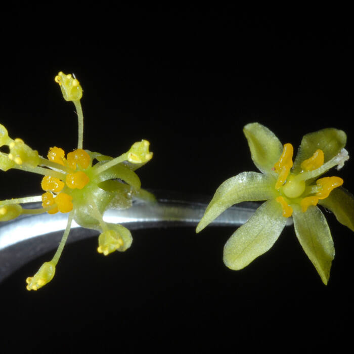 Sassafras albidum (sassafras) reference photo 3