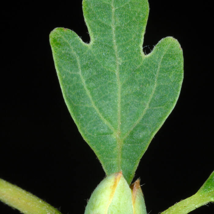 Sassafras albidum (sassafras) reference photo 4