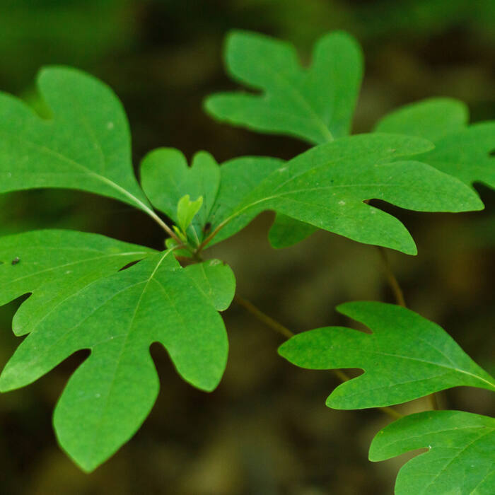 Sassafras albidum (sassafras) reference photo 1