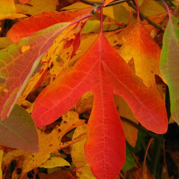 Sassafras albidum (sassafras) reference photo 2