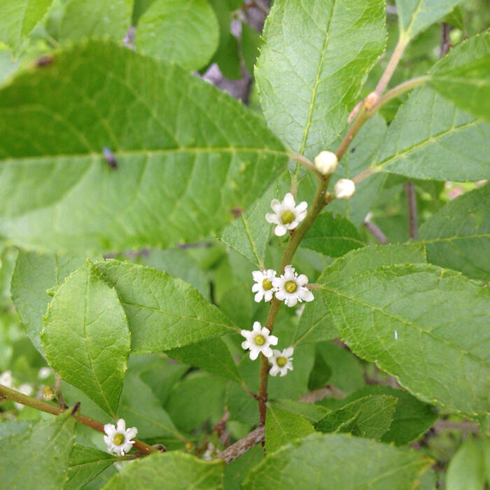 Ilex verticillata (winterberry) reference photo 4