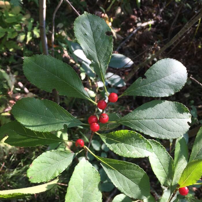 Ilex verticillata (winterberry) reference photo 3