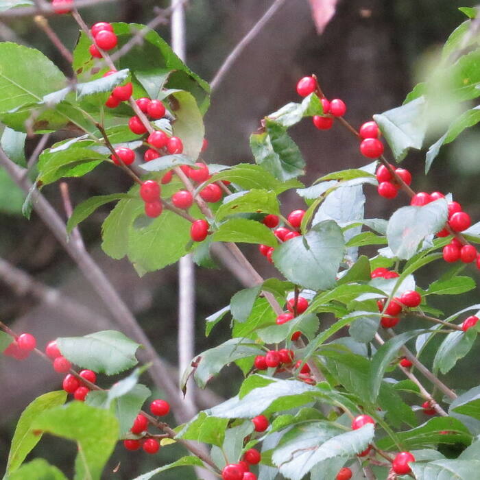 Ilex verticillata (winterberry) reference photo 2