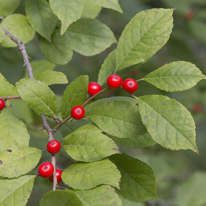 Ilex verticillata (winterberry) reference photo 1