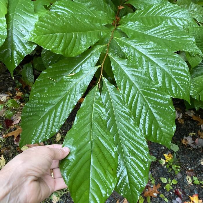 Asimina triloba (pawpaw) reference photo 2