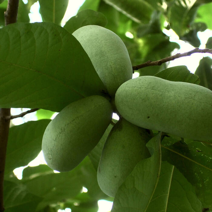 Asimina triloba (pawpaw) reference photo 1