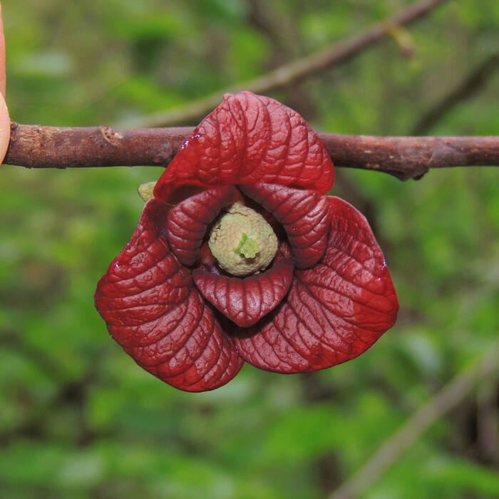 Asimina triloba (pawpaw) reference photo 3