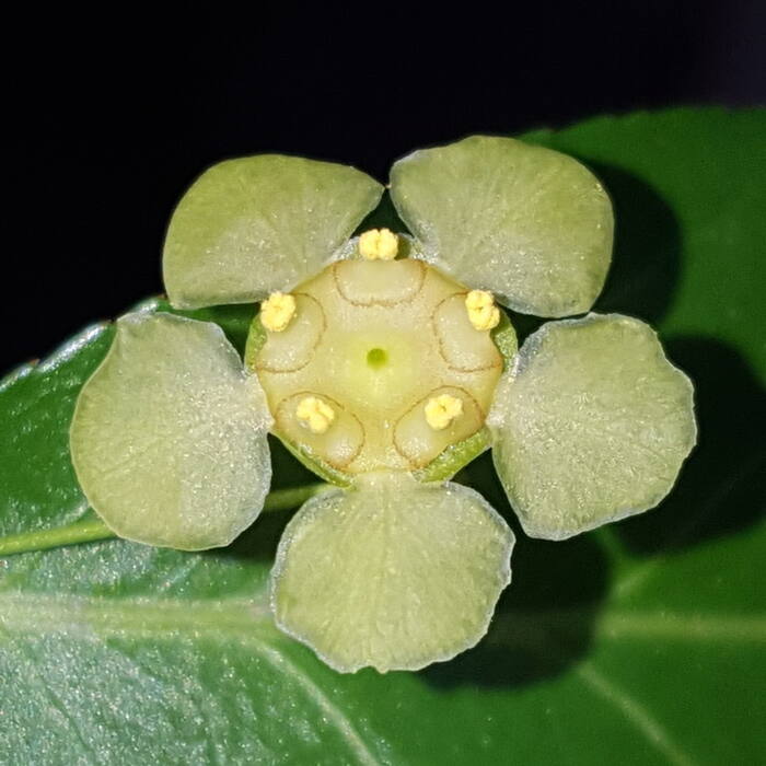 Euonymus americanus (hearts-a-bustin') reference photo 3