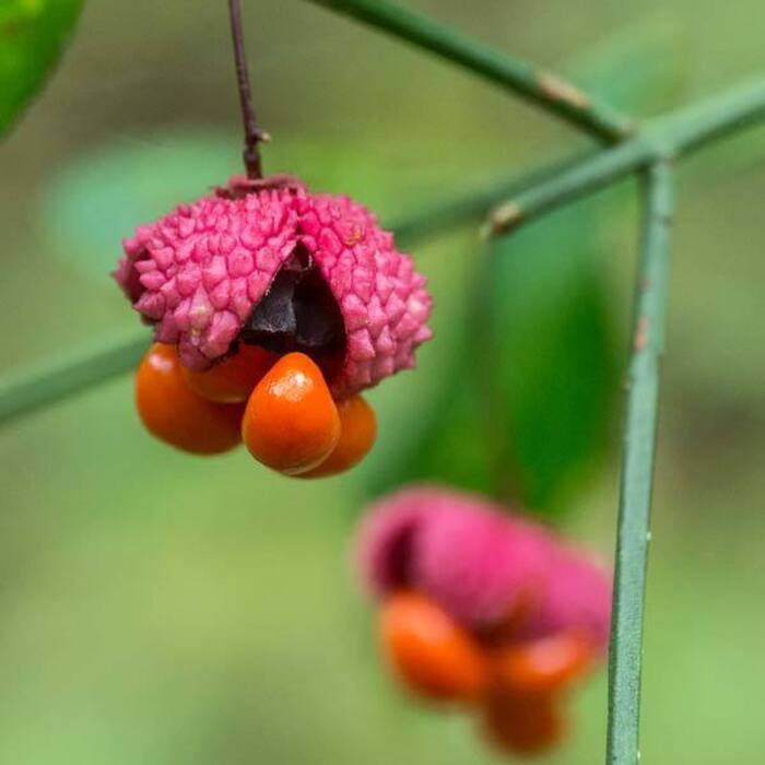 Euonymus americanus (hearts-a-bustin') reference photo 4