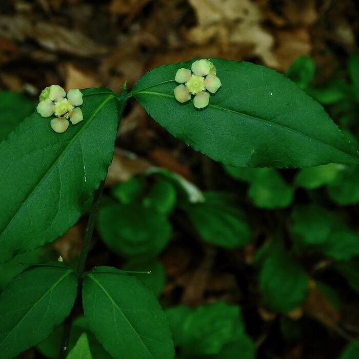 Euonymus americanus (hearts-a-bustin') reference photo 2