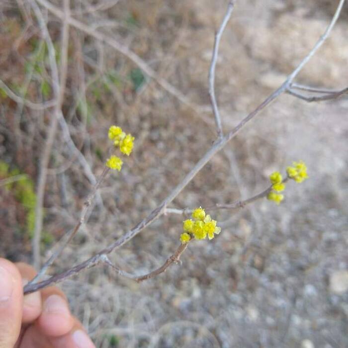 Northern spicebush flower reference
