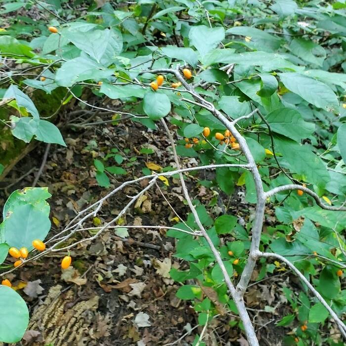 Northern spicebush
