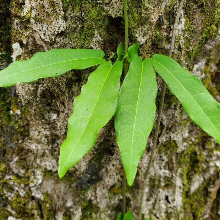 Bignonia capreolata (crossvine) reference photo 2