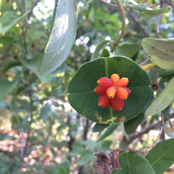Lonicera sempervirens (coral honeysuckle) reference photo 2