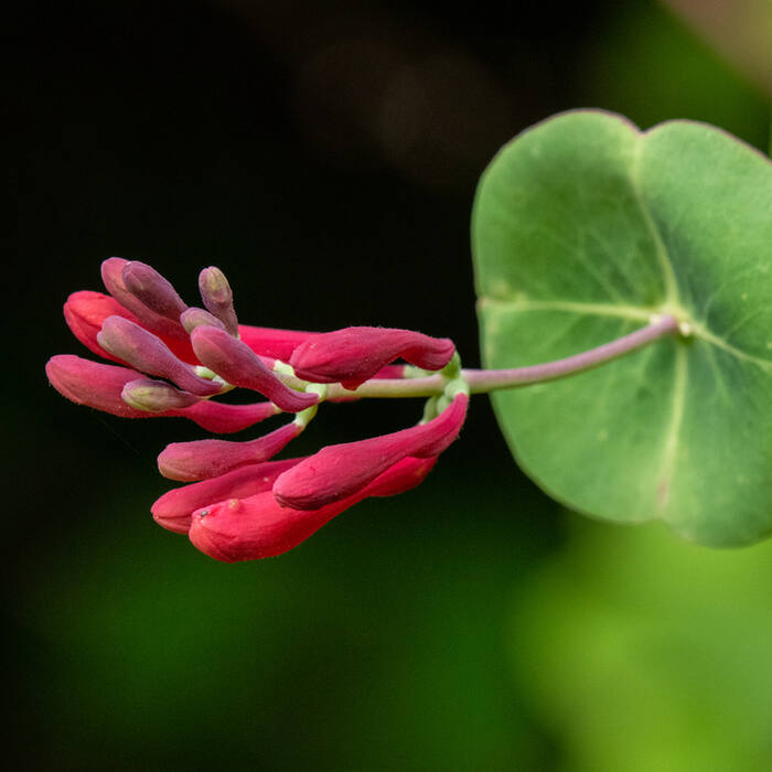 Lonicera sempervirens (coral honeysuckle) reference photo 4