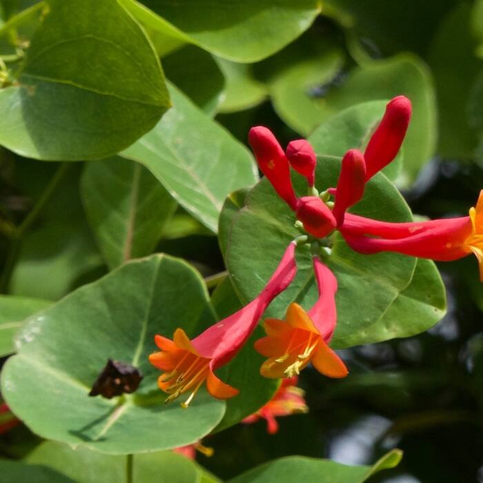 Lonicera sempervirens (coral honeysuckle) reference photo 1