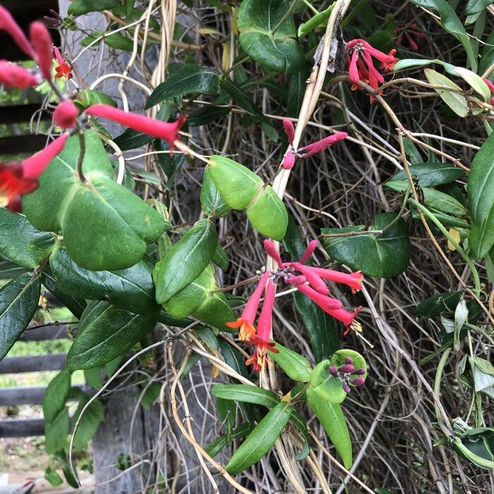 Lonicera sempervirens (coral honeysuckle) reference photo 3